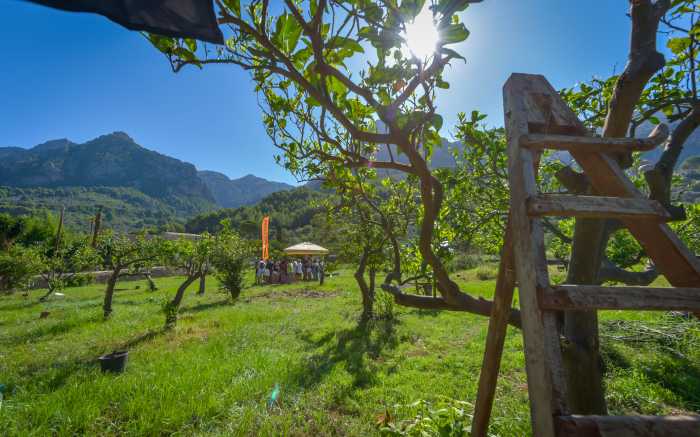Orangenfarm Mallorca