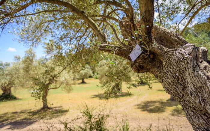 Incentie Orientierungslauf