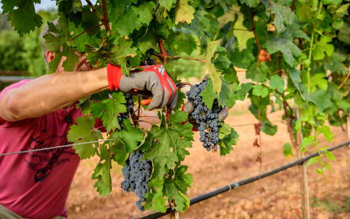 Wine incentive