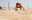 Beach Olympics Teambuilding